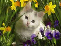 Gatito