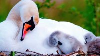 Cisne