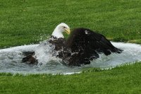 Aguila