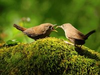 Aves