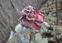 flor