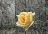 flor