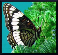 borboleta