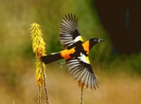 TURPIAL DE VENEZUELA