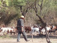 pastor de cabras