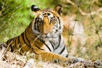 TIGRE