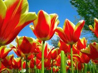 FLORES