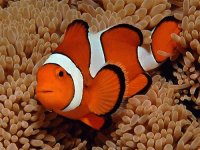 Pesce Pagliaccio