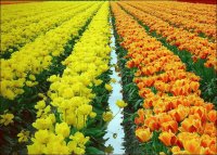 tulipanes