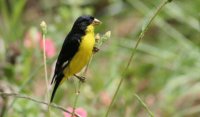 aves de colombia