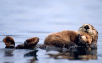 sea-otter
