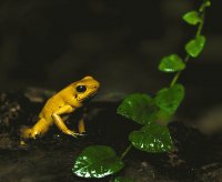 golden poison frog