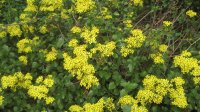 yellow flowers