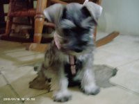 Kimba sentado