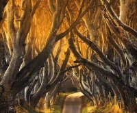 trees