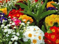 flores