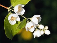 jasmin