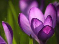 flor violeta
