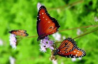 borboleta
