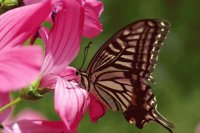 borboleta