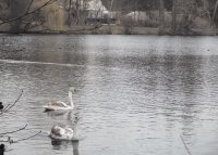 lago