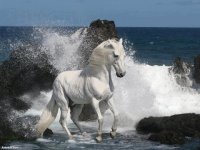 caballos