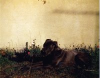 perro