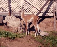 Guanaco