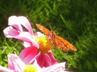 mariposa