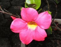 ALAMANDA