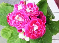 GLOXINIA