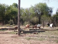 cabras