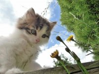 El gato y las flores
