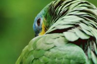 loro