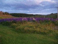 Lupins in bloom, English Harbour, NL