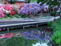 flores japão1