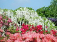 flores japão 2