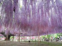 flores japão 3