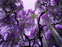 flores japão 5