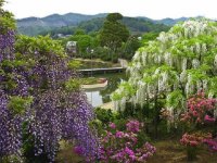 flores japão 6