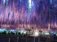 flores japão7