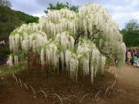 flores japão a