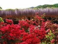 flores japão b
