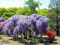 flores japão j