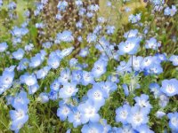 flores japão k