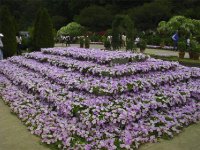 flores japão l