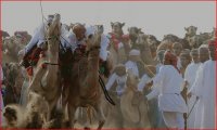 Camel Race