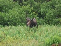 Moose
