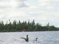 Loons