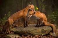 fox friends